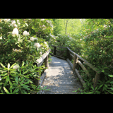 Rhododendron State Park