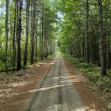 photo of flat trail through tall thin green trees