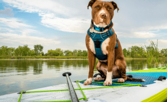 an adorable brown and white dog sits on a paddleboard ready for aquatic adventures.