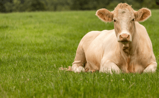 a peaceful beige cow rests in a field of green grass
