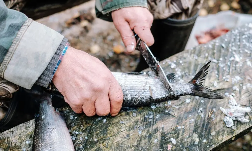 Tips On How To Clean the Fish You Catch