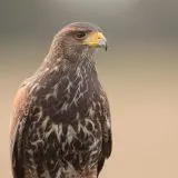 perched falcon with intense stare