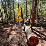 disc golf in the woods