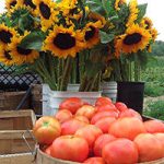 Barrett Hill Farm