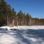 Casalis Forest