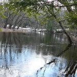 McCabe Forest