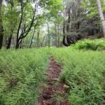 Pierce Reservation
