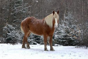 Belgian Mare Brewery Agatha the Mare