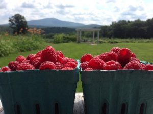 Monadnock Berries