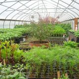 greenhouse interior