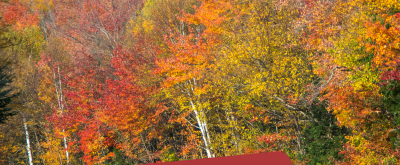 fall foliage trees along a mountain road